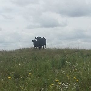 Meet your Posher, J.